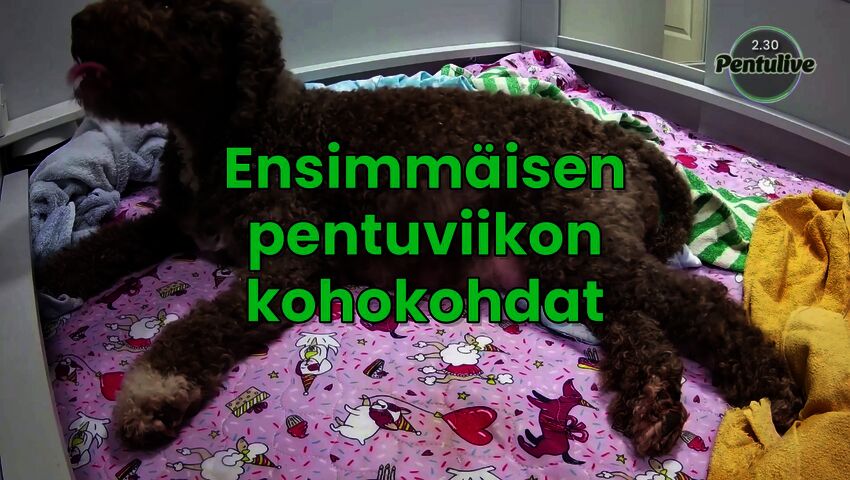 Ensimmäisen pentuviikon kohokohdat