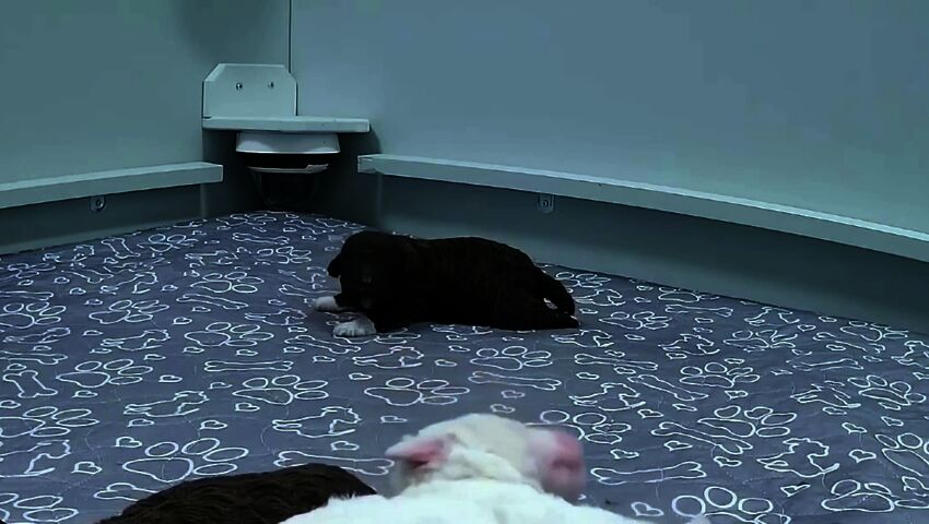 Peppi-poika etsii omaa häntäänsä