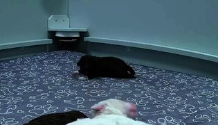 Peppi-poika etsii omaa häntäänsä