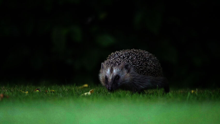 Villimpi maailma