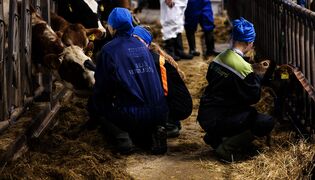 Eläinlääketieteen opiskelijat kertovat työstä tuotantoeläinten kanssa
