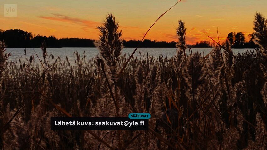 Sää ja luonto: marjalintuja, kanadanmajavia ja kuuraa