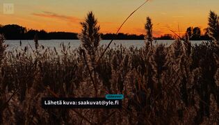 Sää ja luonto: marjalintuja 