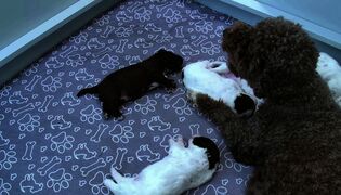 Hilkka-emon syliin mahtuu kaikki