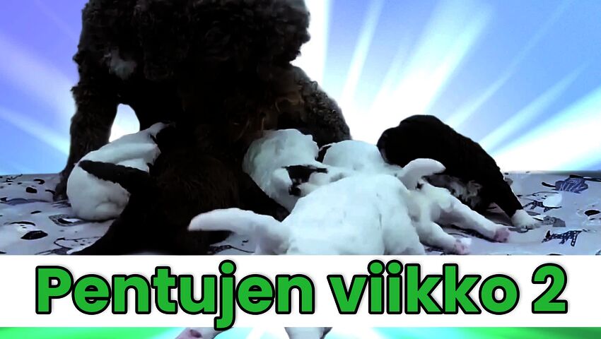 Toisen pentuviikon kohokohdat