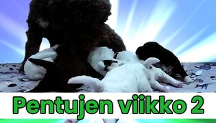 Toisen pentuviikon kohokohdat