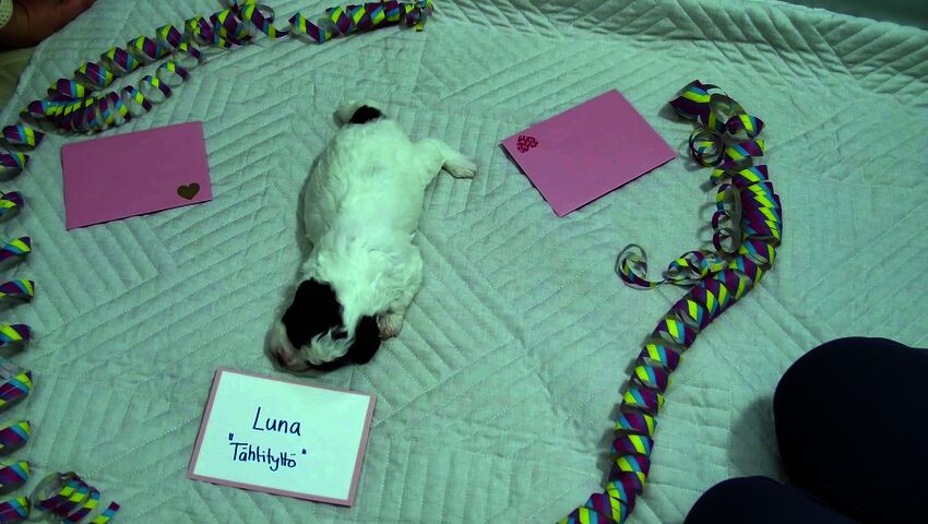 4. pentutyttö saa nimekseen Luna 
