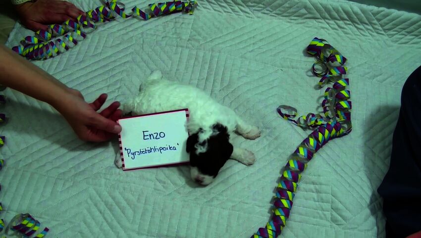 5. pentupoika saa nimekseen Enzo