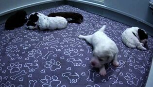 Bella tekee tilauksen koko porukalle