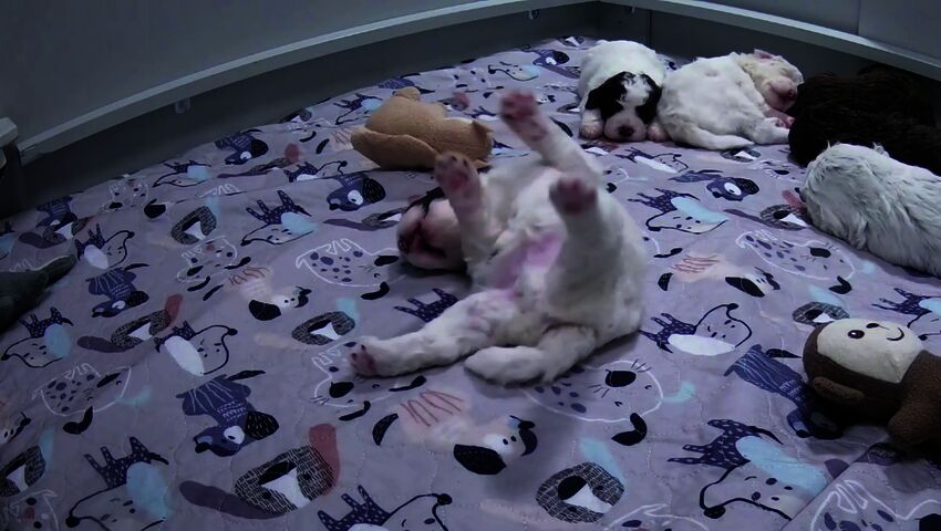 Enzon zumbatunti