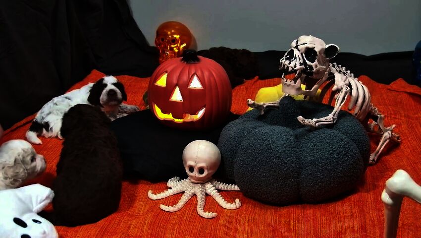 Halloweenin synttärilähetys 31.10. 